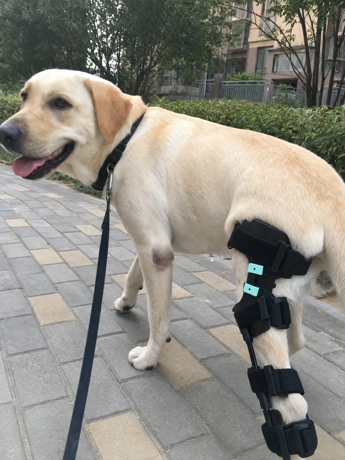 Labrador wearing a custom hindlimb orthotic brace